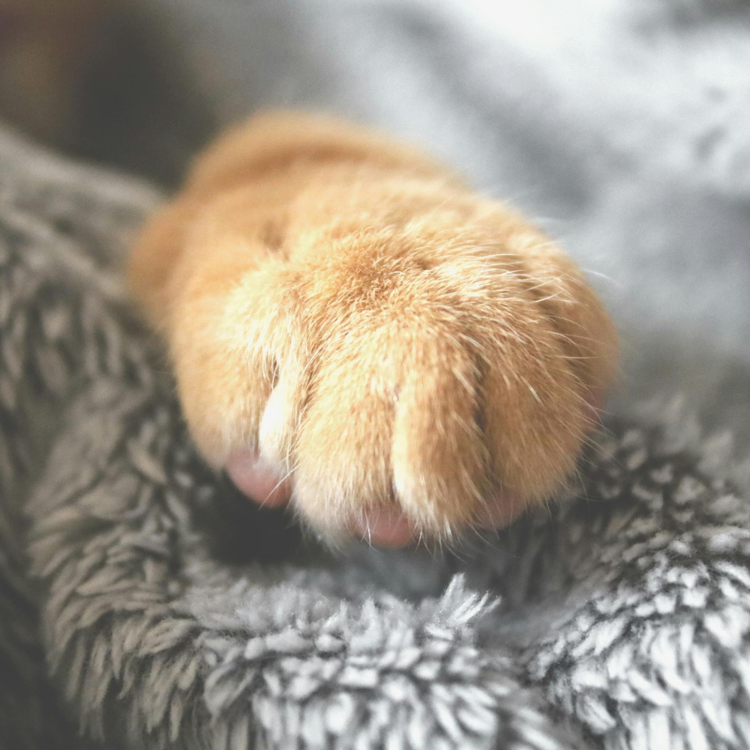 Why Are Cats So Protective of Their Paws