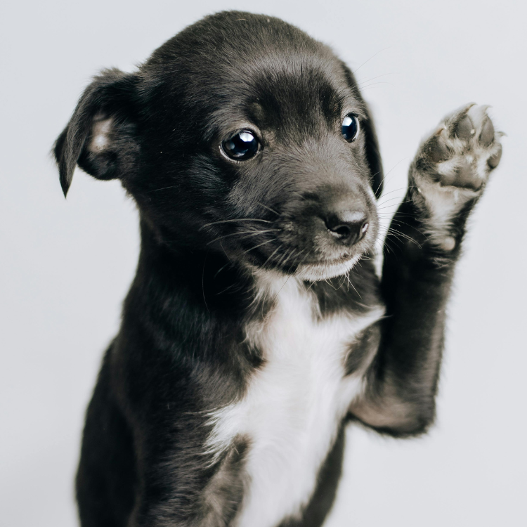 Dog paws and their functions